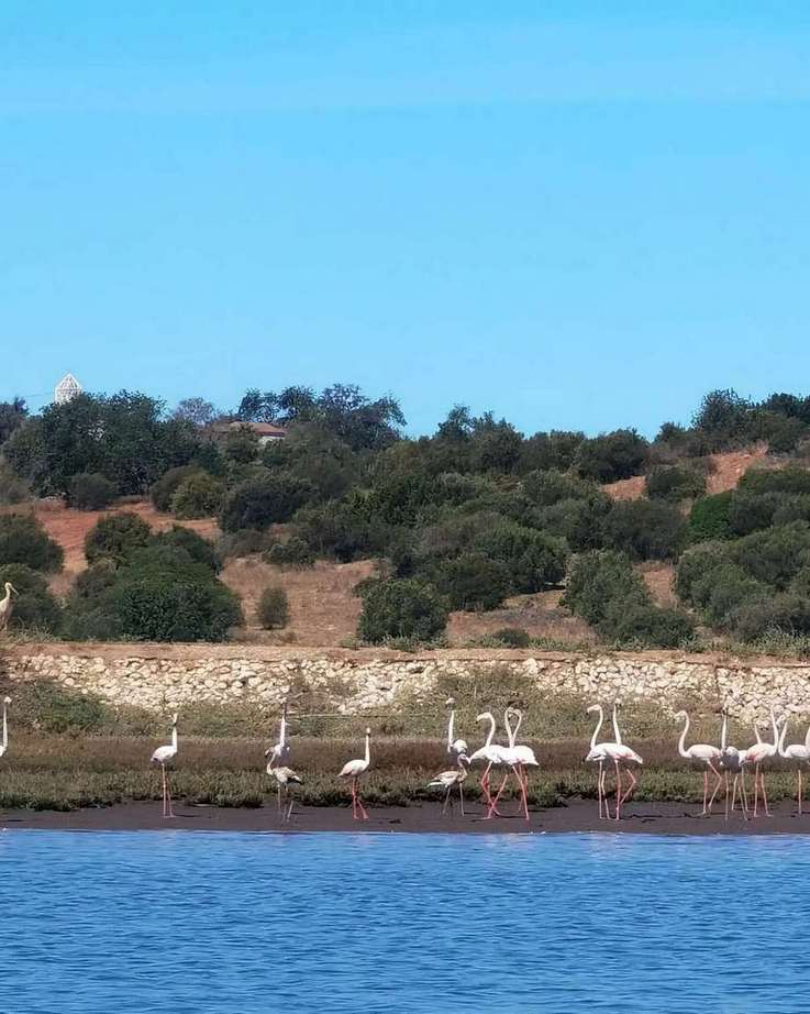 flamingos boat tours